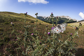 Alla scoperta delle specie in pericolo - ARKIVE, WILDSCREEN