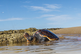 Ciralì, Licia Turkey - A place for turtles