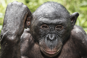 Congo - The Green Heart of Africa