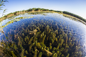 The green  heart of Europe - Danubio Delta