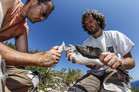 Together for the protection of birdlife - LIPU, BirdLife International