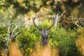The last Deer of Africa - El Feija National Park, Tunisia