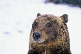 Apennine Brown Bear - Spirit of the woods