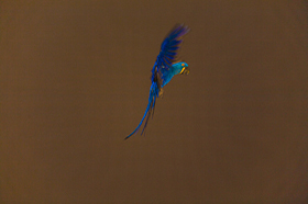 Pantanal Forever - Jaguar and Hyacinth Macaw: Two flag species for the Pantanal wetland