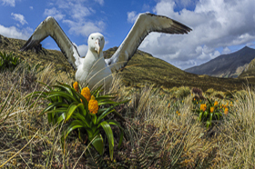 A scream from Antarctic. -  The decrease of wildlife in sub Antarctic islands of New Zealand - A close up view of hidden climate changes