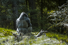 Un patrimonio a rischio nel cuore - dell'Africa -  Shanga Trinational Park, Repubblica Centroafricana