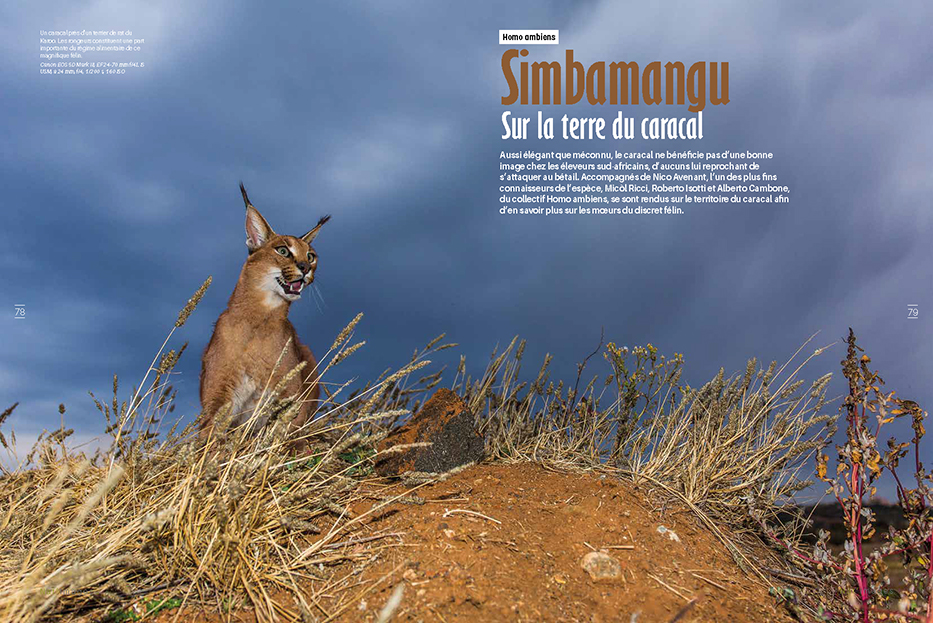 Simbamangu, nella terra del caracal, Nat’images