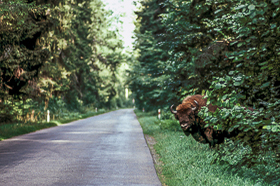 Bialowieza - Lantica foresta primaria dEuropa, Polonia