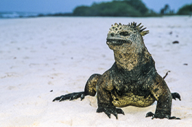 Galapagos, Ecuador - Il Sogno di Ogni Naturalista