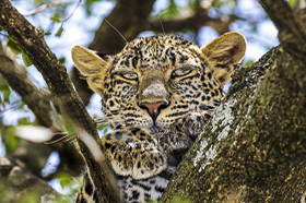 La polvere del Masai Mara - Dal taccuino delle osservazioni naturalistiche di Roberto Isotti