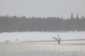 La terra Suomi - 22 sfumature di bianco