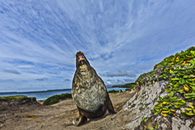 Sub antarctic Close up