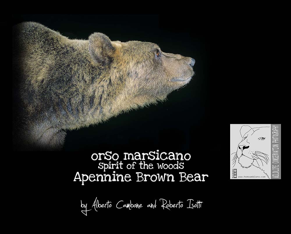Volume orso bruno marsicano